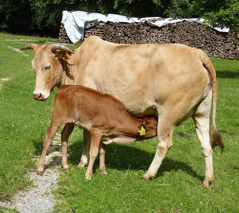 Корова зебу ферма ВДНХ