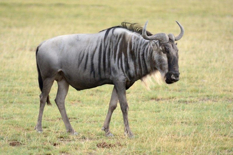 Буйвол зебу