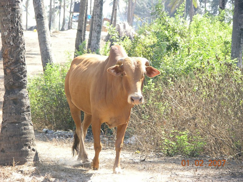 Горбатая индийская корова