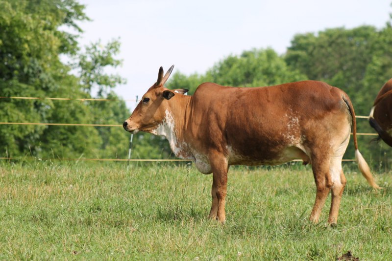 Африканский зебу