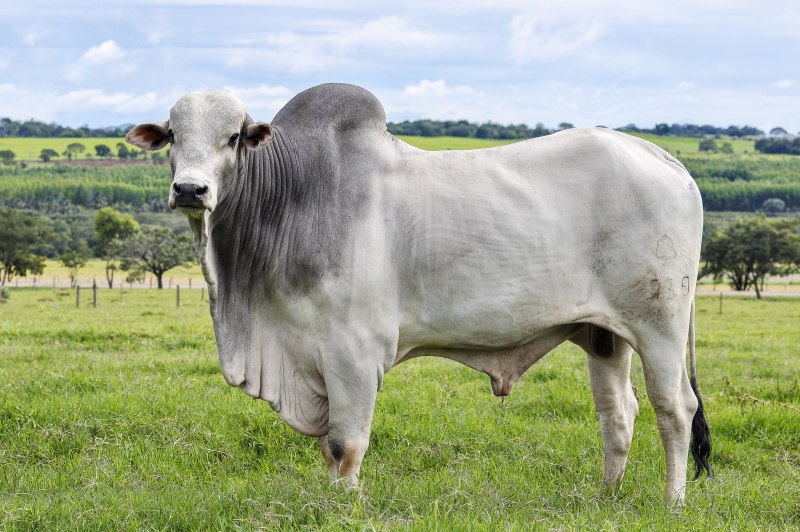 Азербайджанский зебу