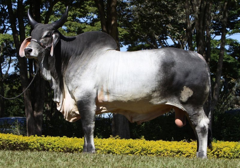 Буйвол зебу