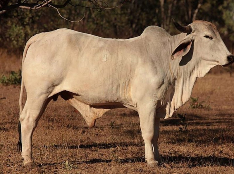 Индийская корова зебу