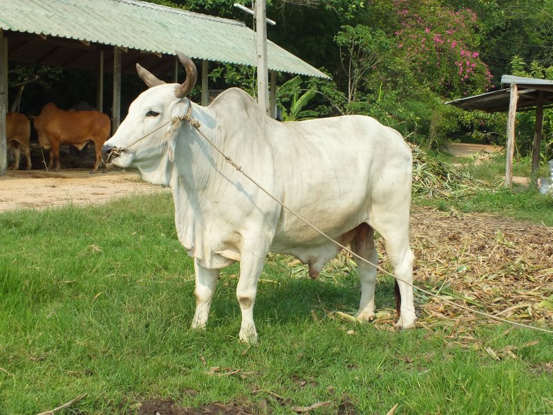 Корова зебу