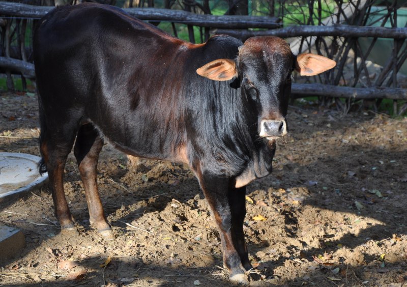 Порода зебу