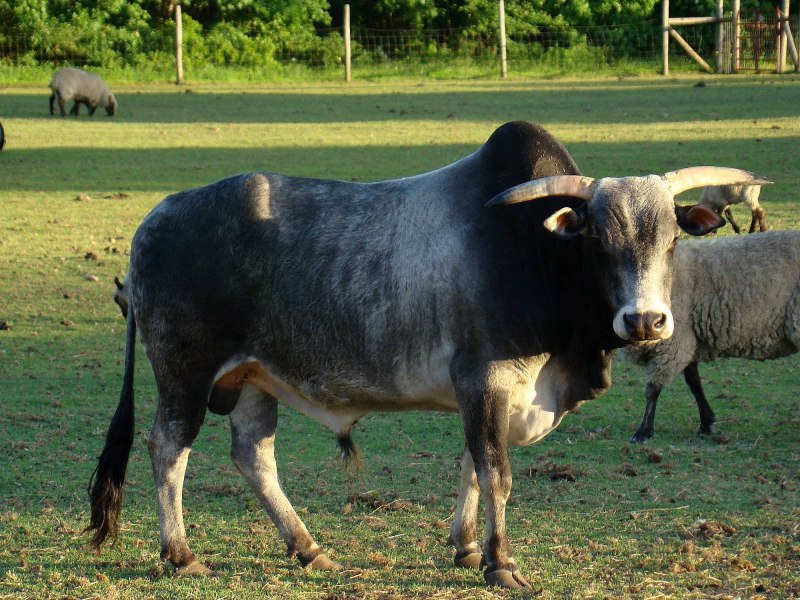 Корова зебу