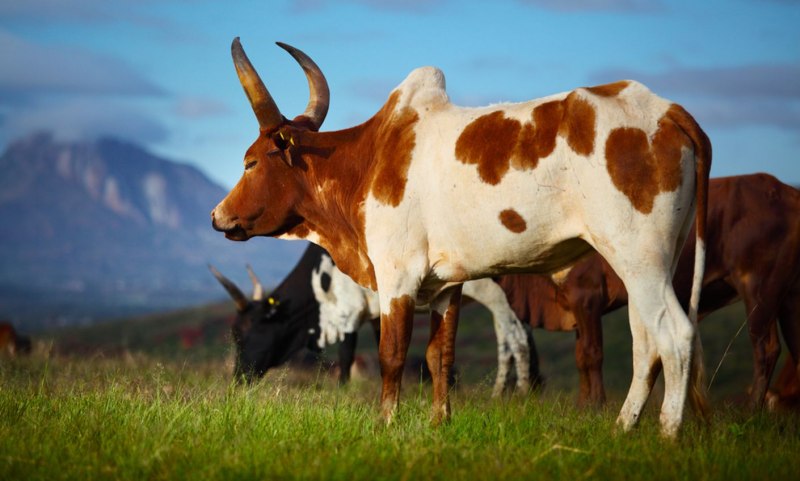 Животные Мадагаскар корова