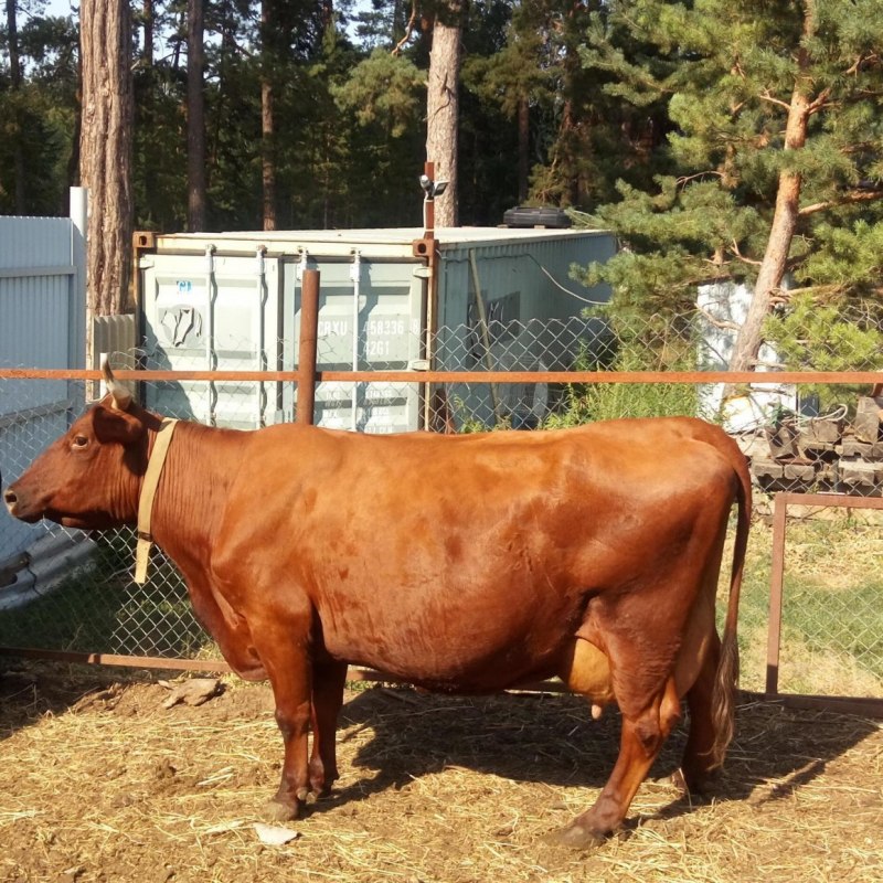 Бык породы ватусси