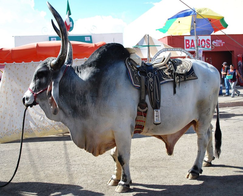 Бык зебу Индия