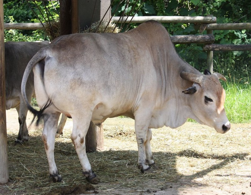 Зебу (bos Taurus indicus)