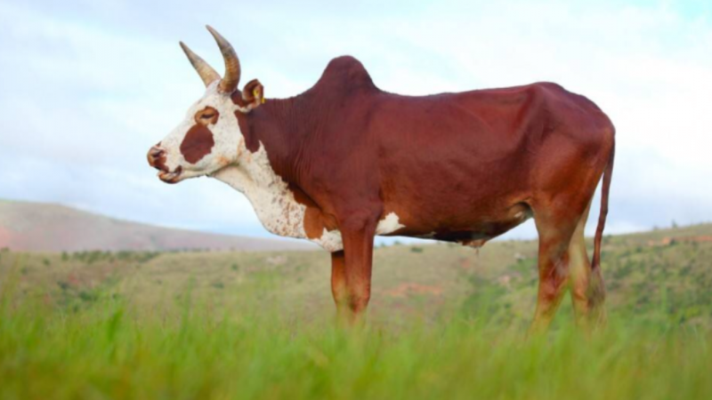 Карликовые зебу