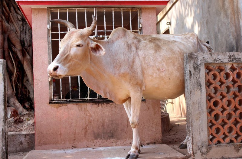 Индийская корова зебу