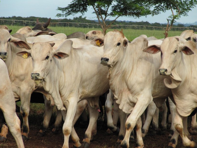 Телёнок бразильской горбатой коровы