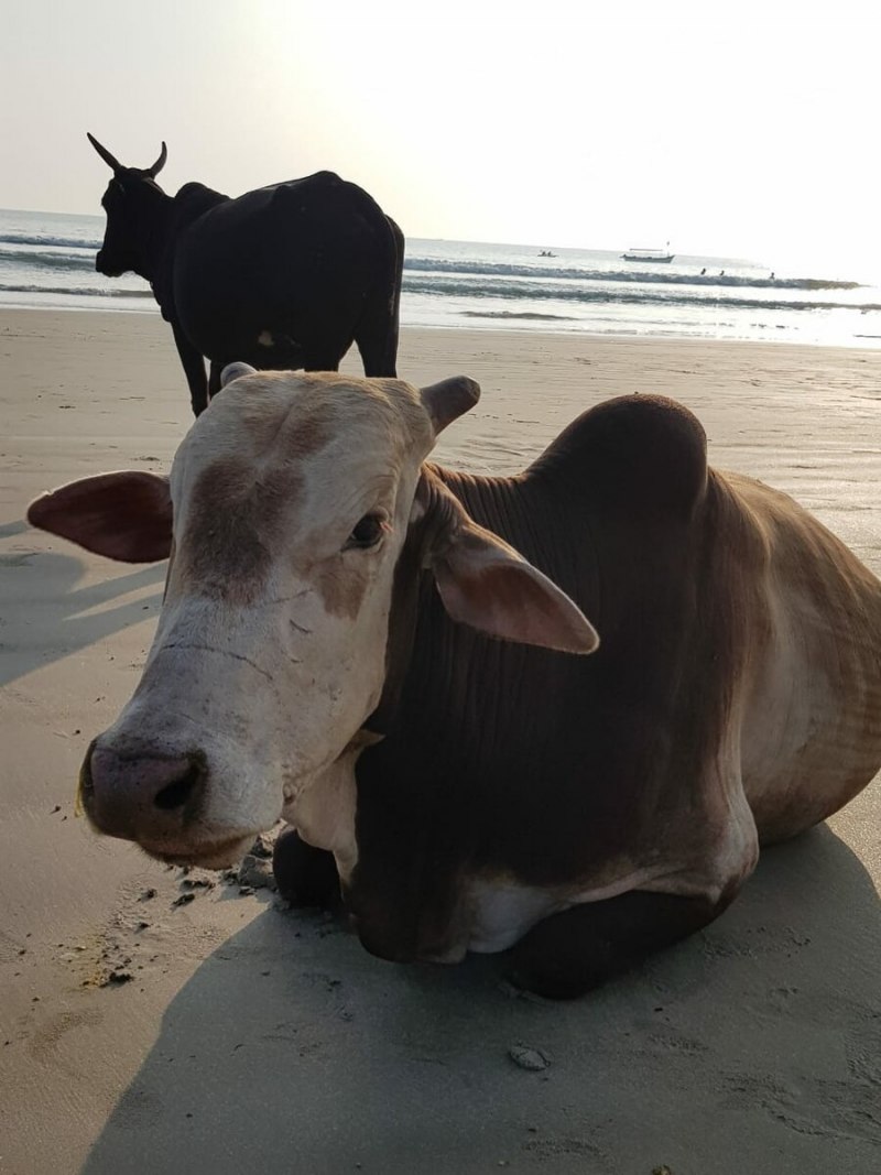 Карликовые зебу