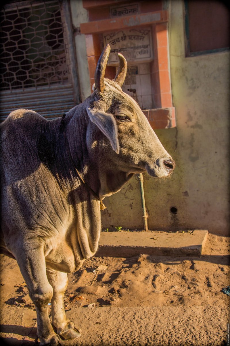 Техас Лонгхорнс бык