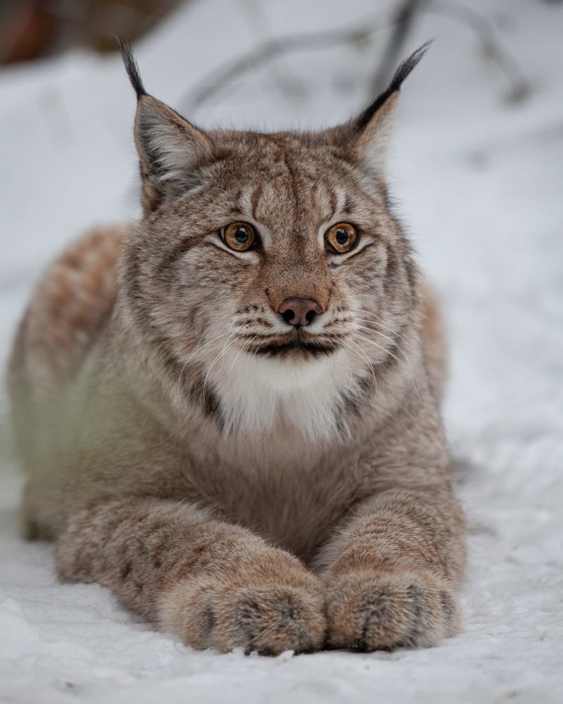 Евроазиатская Рысь