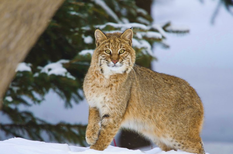 Рысь на Урале