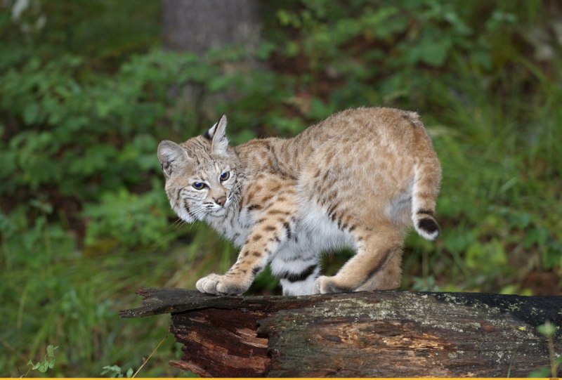 Рыжая Рысь Бобкэт