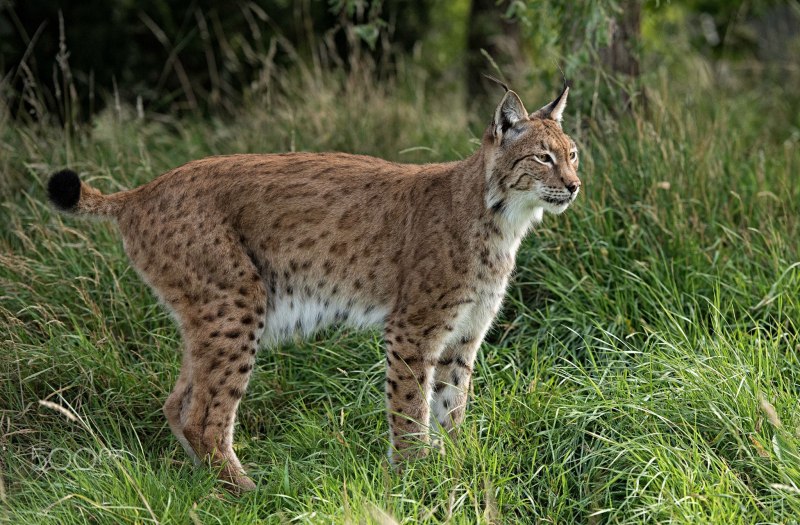 Рысь Felis Lynx l.