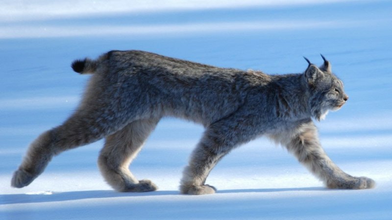 Канадская Рысь Lynx canadensis