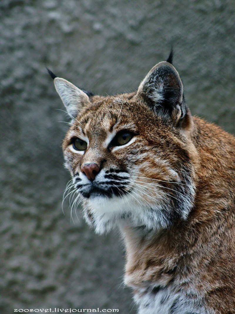 Красная Рысь Северная Америка