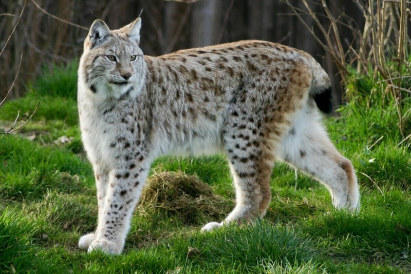 Рысь — Lynx Lynx