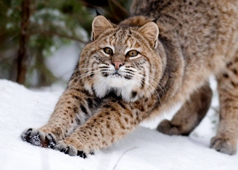 Бобкэт Рысь