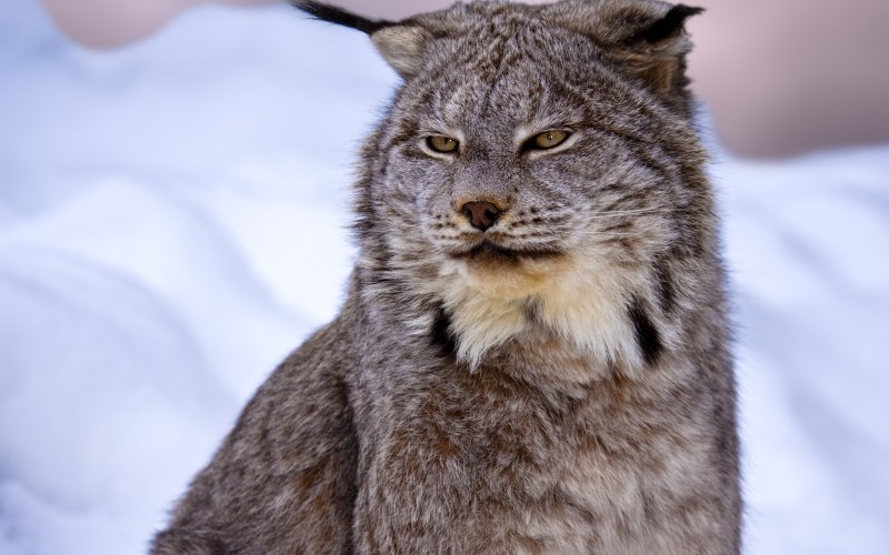 Канадская Снежная Рысь