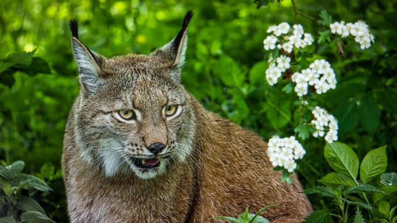 Красивая Рысь