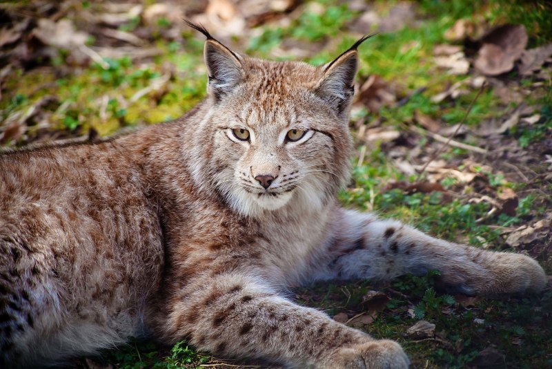 Рысь Дальневосточная