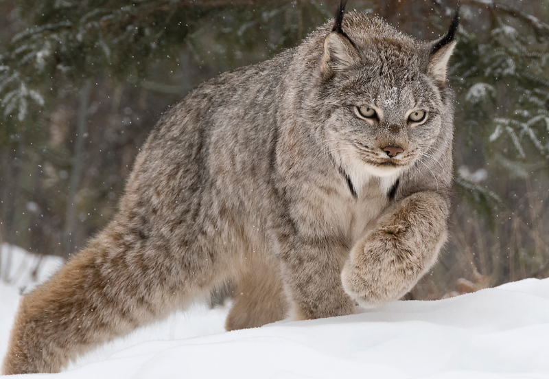 Канадская Рысь
