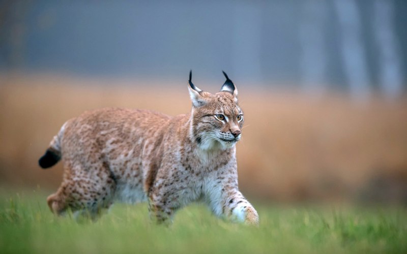 Алтайский заповедник Рысь