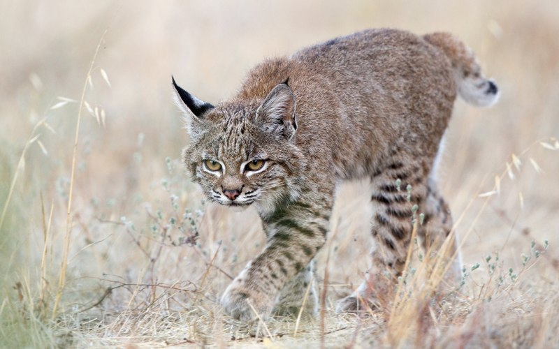 Туркестанская Рысь