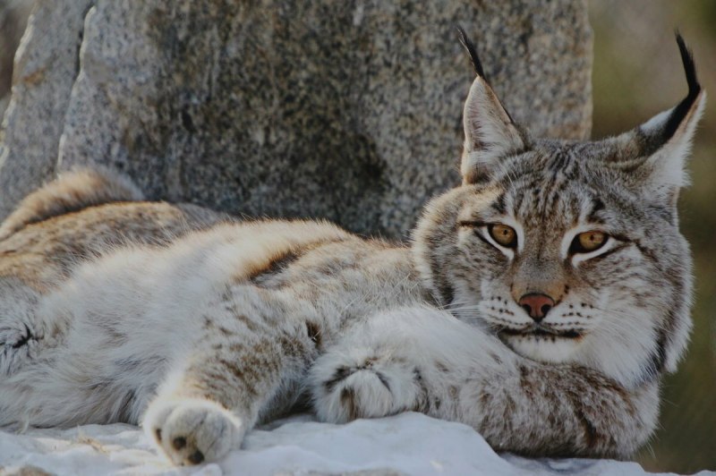 Рысь Сибирская краснокнижная