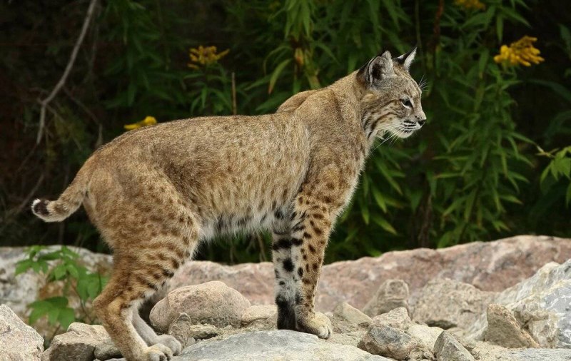 Рыжая Рысь Северной Америки