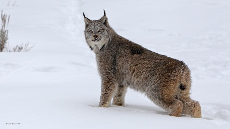 Западно Сибирская Рысь