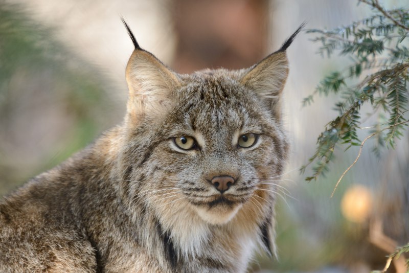 Канадская Рысь Lynx canadensis