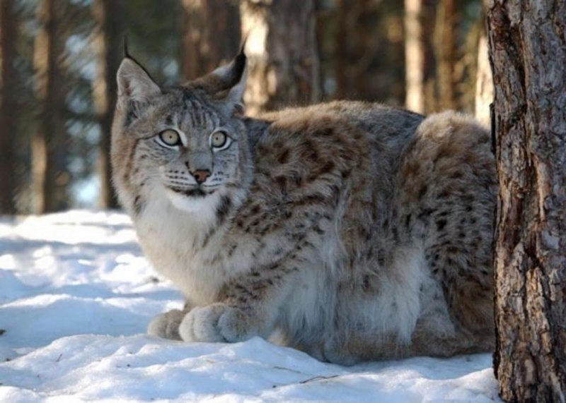 Байкальская Рысь