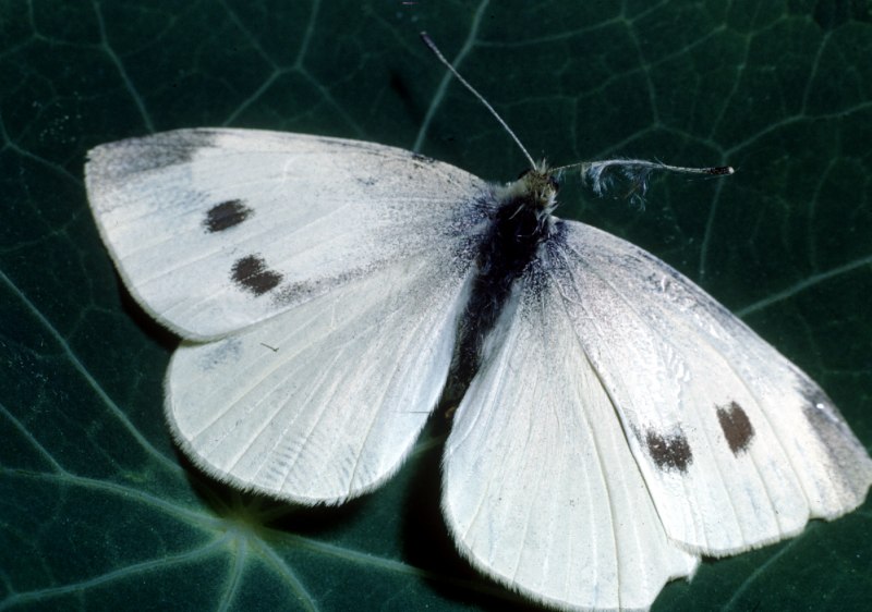 Бабочка капустная Белянка