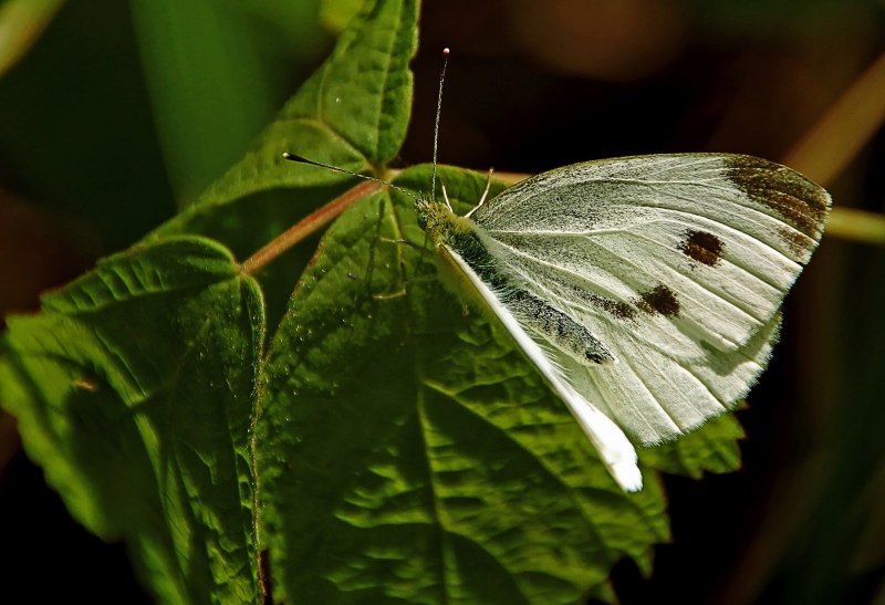 Капустница Белянка