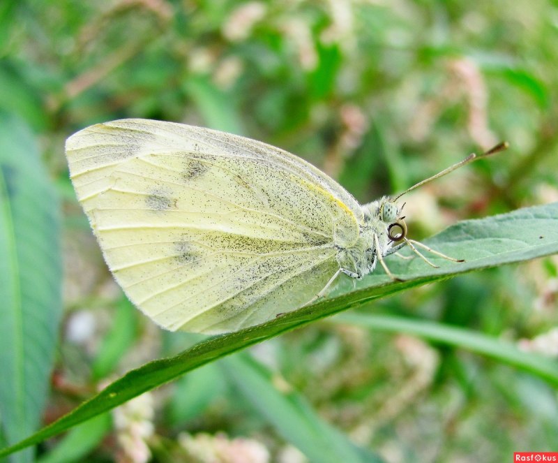 Бабочка капустница