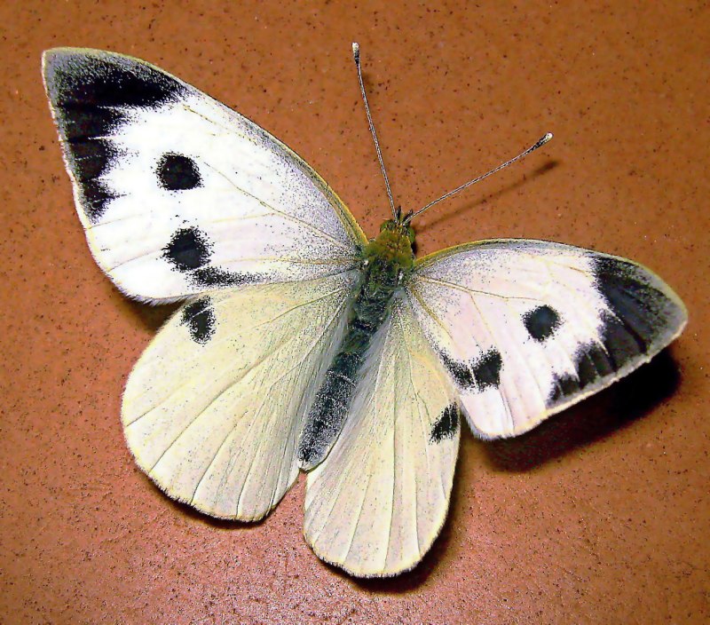 Капустница Жук