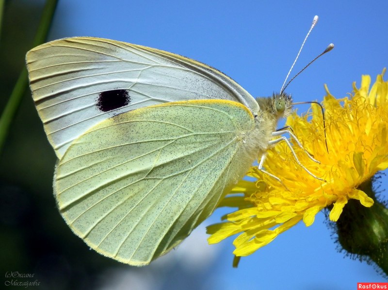 Капустница Белянка