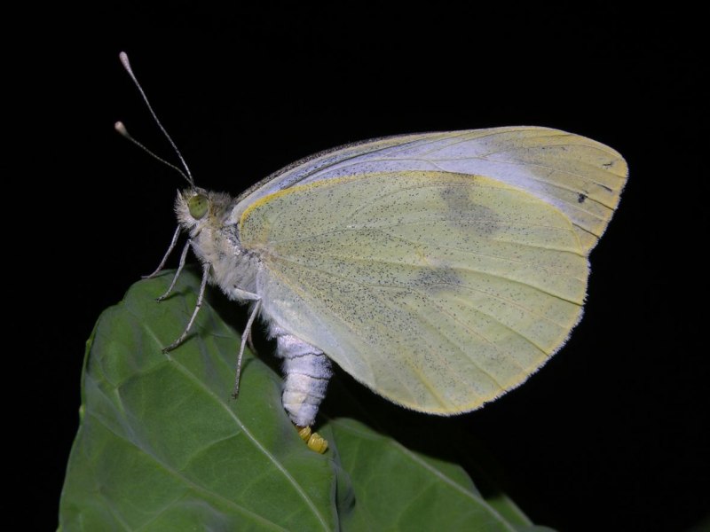 Белянка зеленушка