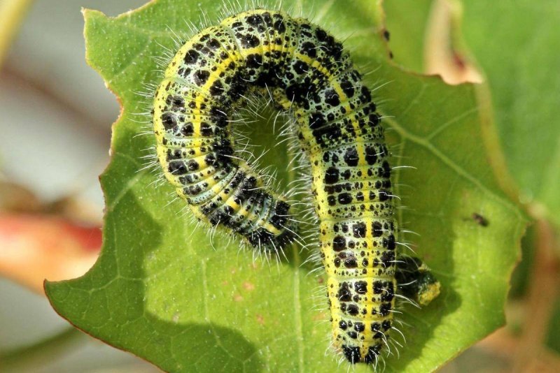 Pieris brassicae гусеница