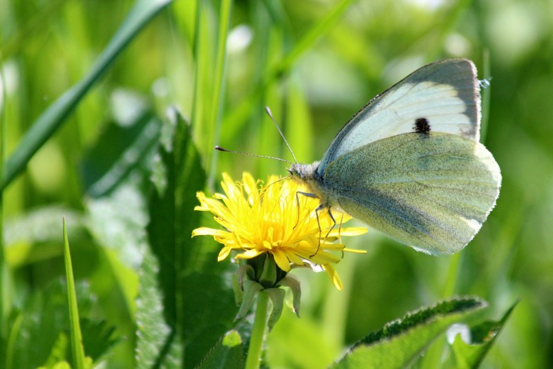 Капустная Белянка (капустница)
