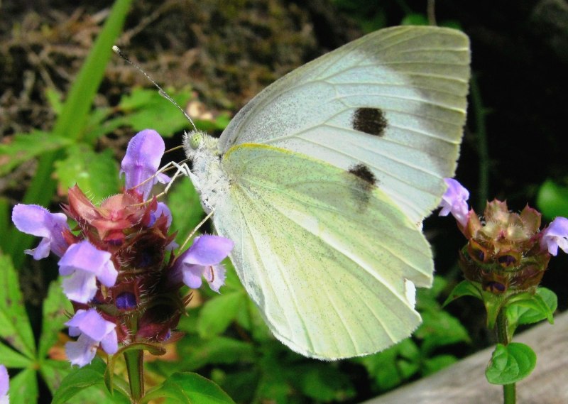 Капустная Белянка (капустница)