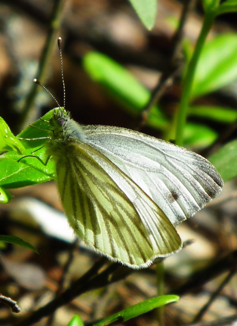 Гусеница капустницы белянки