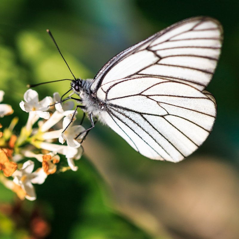 Бабочка капустная Белянка