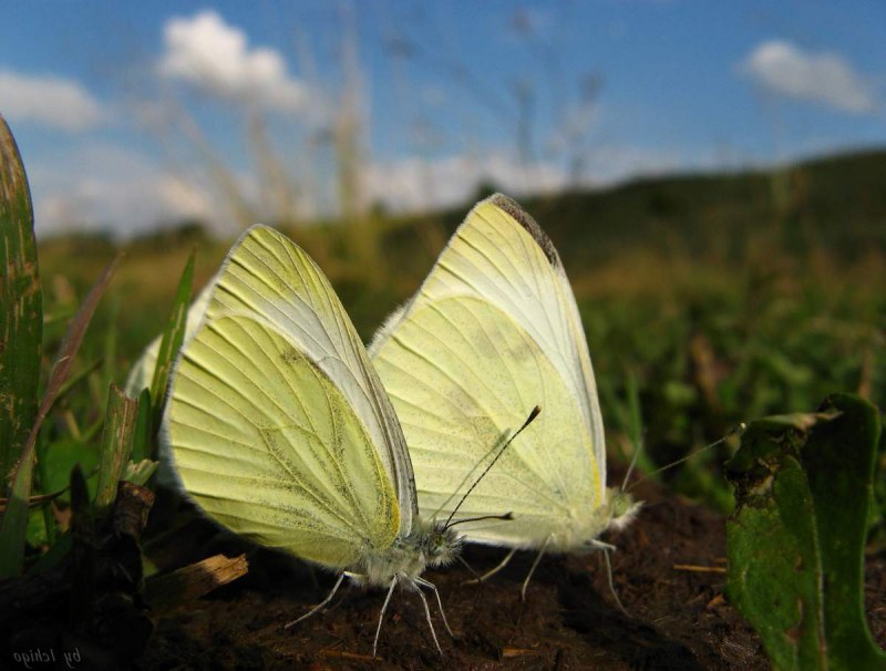 Капустница Жук